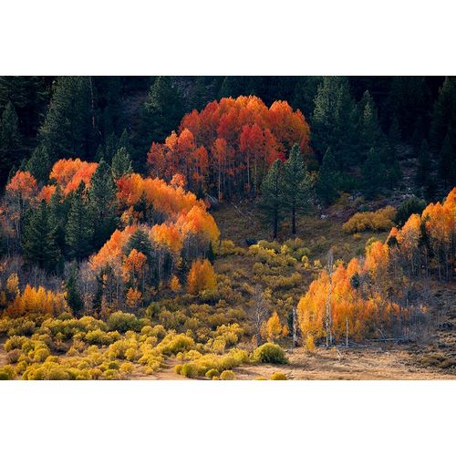 Sederquist, Betty 아티스트의 Usa-California-Sierra Nevada Hope Valley Aspens glow a brilliant orange during fall작품입니다.